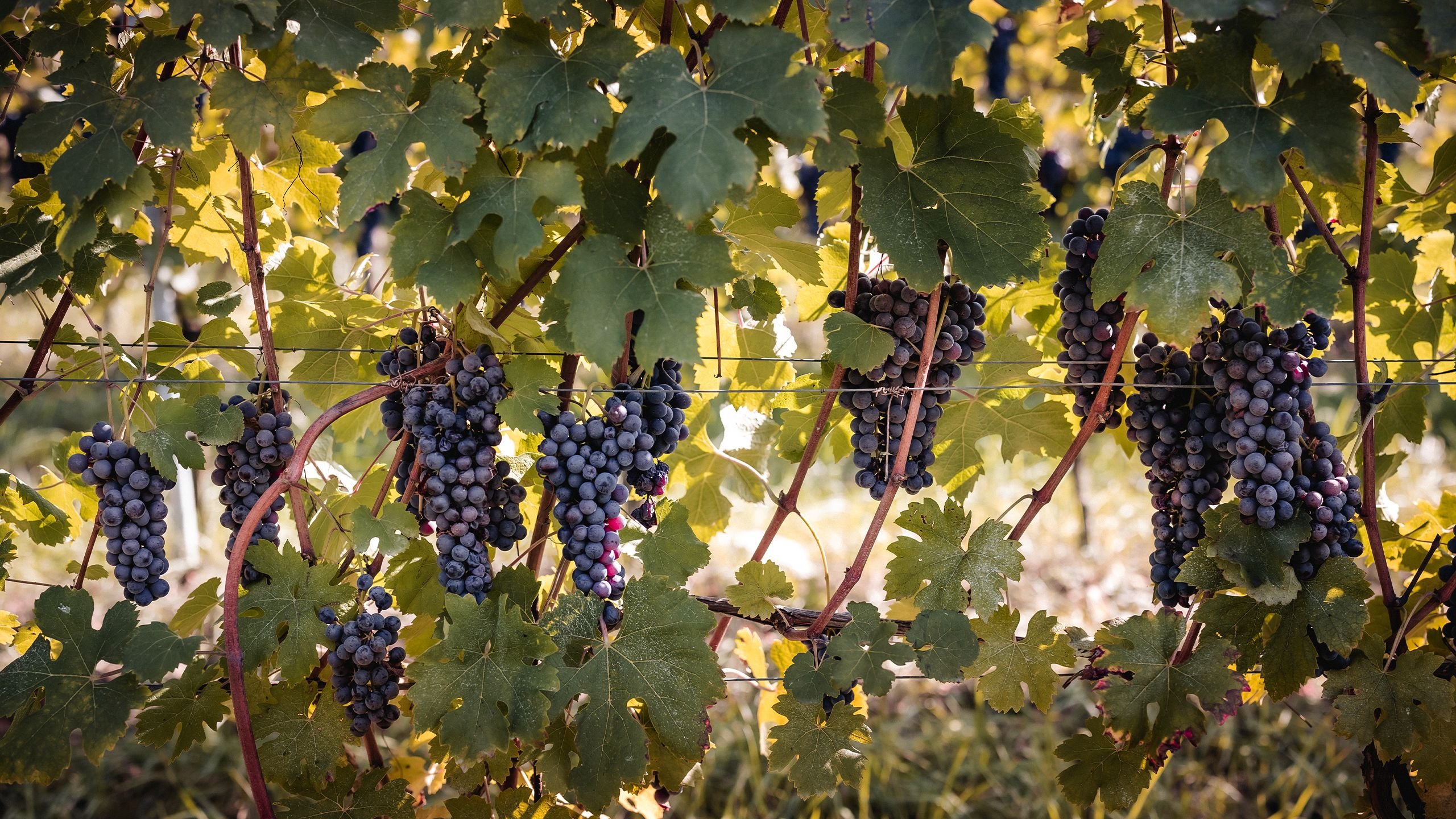 view : OM : Territory - Visual